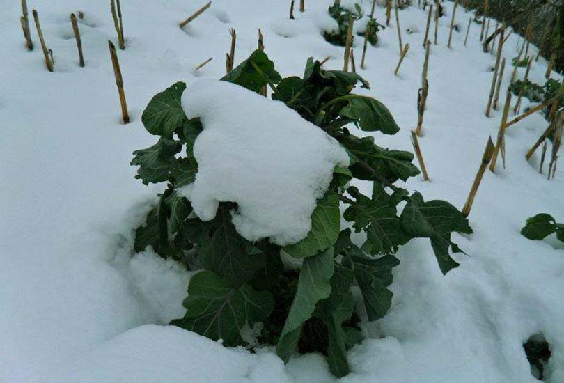 Batı Karadeniz’de Kuvvetli ve Yoğun Kar Yağışı Bekleniyor!
