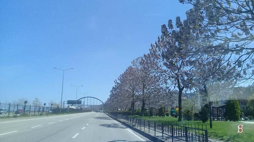 Bulancak Sahil de Ağaçlar Çiçek Açtı