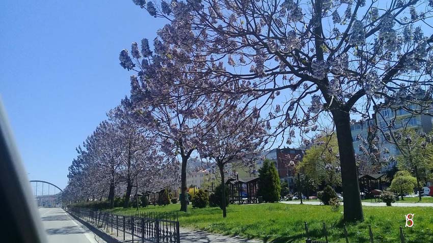 Karadeniz sahil yolu