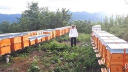 Bulancak Bal Üreticiler Birliğinden Satılık Arı