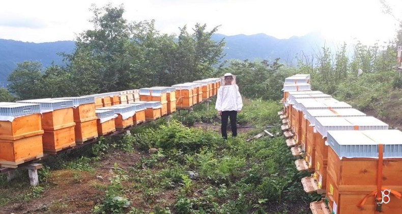 Bulancak Bal Üreticiler Birliğinden Satılık Arı