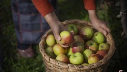 Piraziz Elması, Marketlerin Reyonlarında