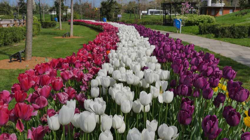 TRABZON ÇİÇEK BAHÇESİNE DÖNDÜ