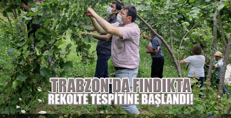 Trabzon’da Fındıkta rekolte tespitine başlandı!