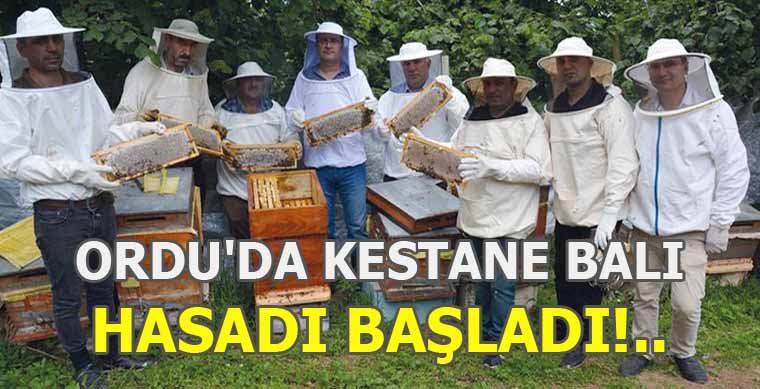 Ordu’da Kestane Balı Hasadı Başladı!