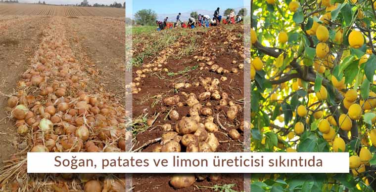 Soğan, patates ve limon üreticisi sıkıntıda…