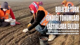 Bolu’da Türk Fındığı Tohumları Yastıklara Ekildi!