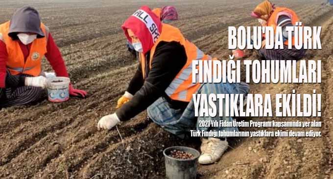 Bolu’da Türk Fındığı Tohumları Yastıklara Ekildi!