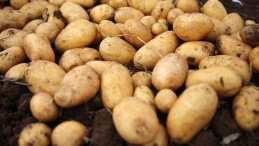 Belediyeler Üreticiden Patates Alacak!