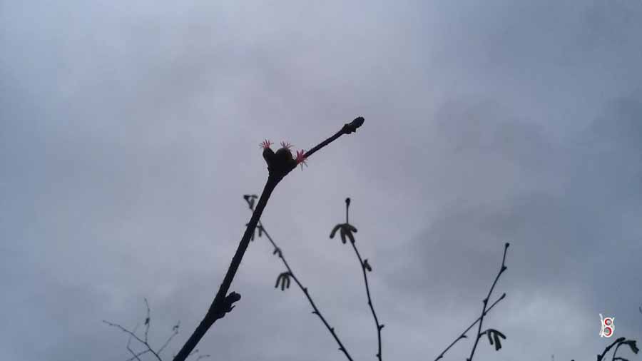 Fındık Çiçeği-Fındık Karanfili