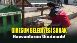 Giresun Belediyesi Sokak Hayvanlarını Unutmadı!