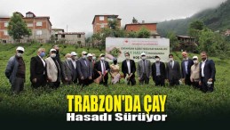 Trabzon’da Çay Hasadı Sürüyor