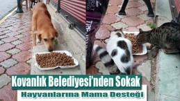 Kovanlık Belediyesi’nden Sokak Hayvanlarına Mama Desteği