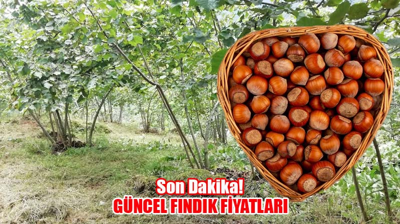 Giresun ve Ordu’da Güncel Fındık Fiyatları (16.04.2025)
