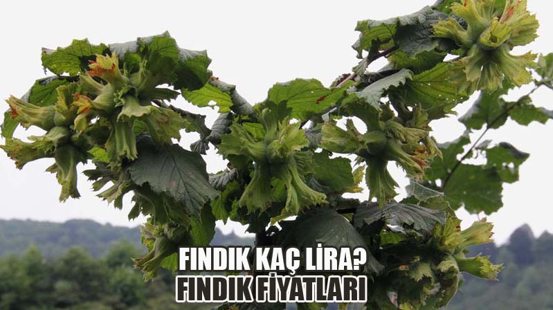 Giresun ve Ordu’da Serbest Piyasada Fındık Fiyatı (07.06.2023)