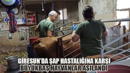 Giresun’da Şap Hastalığına Karşı Büyükbaş Hayvanlar Aşılandı
