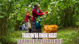 Trabzon’da Fındık Hasat Tarihleri Belirlendi