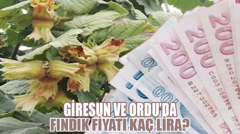 Güncel Fındık Fiyatları 08 Aralık 2025