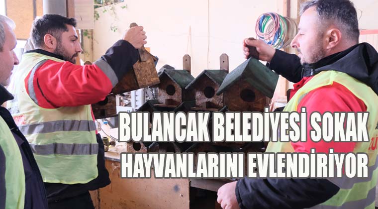 Bulancak Belediyesi sokak hayvanlarını evlendiriyor