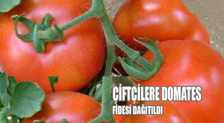 Çiftçilere Domates Fidesi Dağıtıldı