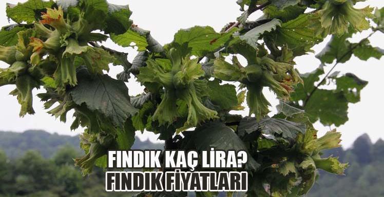 Giresun ve Ordu’da Güncel Fındık Fiyatları (29.04.2025)