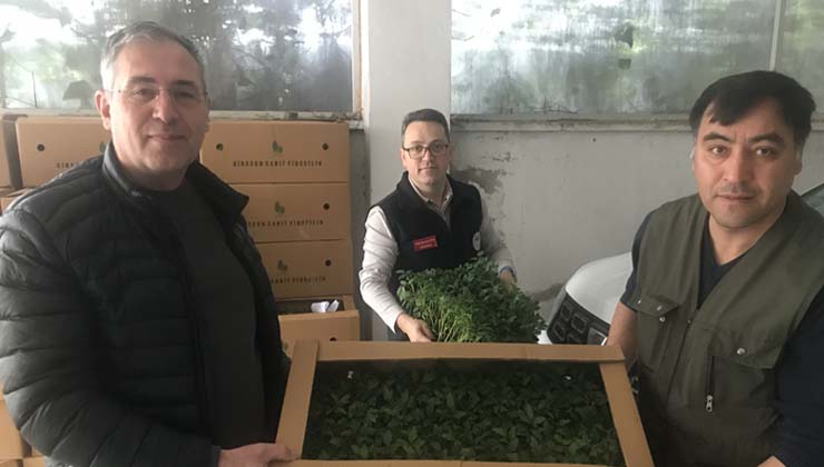 Domates Yetiştiricilerine Fide Dağıtıldı