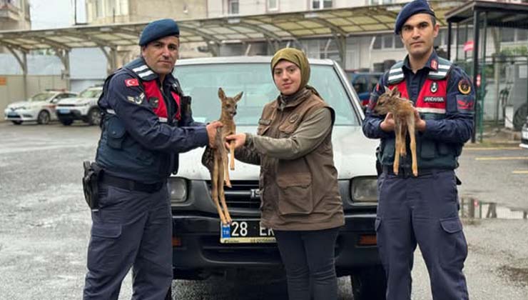 Jandarma Ekipleri Karaca Yavrularını Koruma Altına Aldı