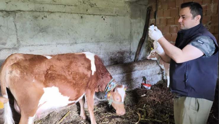 Giresun’da Yerli Şap Aşısı Kullanılarak Aşılama Yapıldı