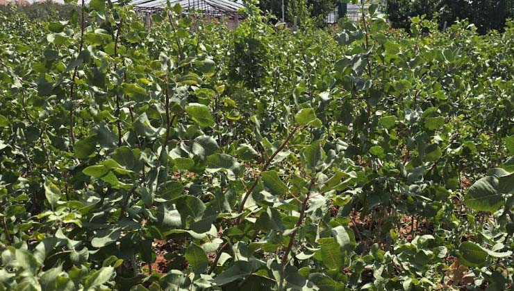 Giresun’da Antep Fıstığı Yetiştiriciliği Yaygınlaştırılıyor