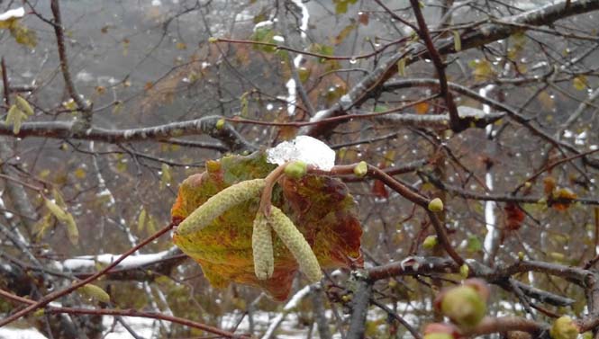 Fındık Üreticilerine Zirai Don Ödemeleri Başladı