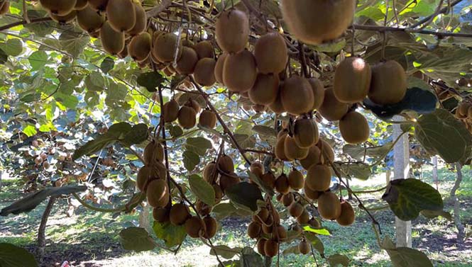 Kivide Hasat Başlıyor Erken Hasattan Kaçınalım