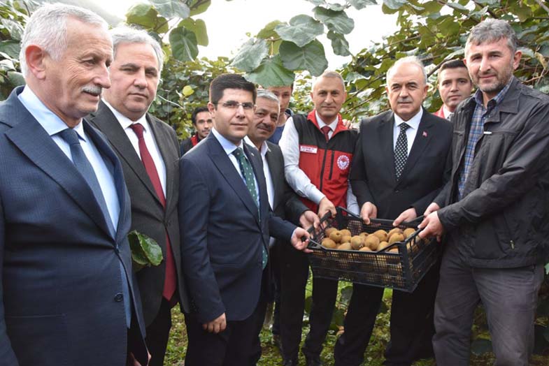 Ordu’da Kivi Hasadı Başladı