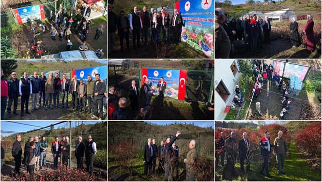 Bulancak’ta Çiftçilere Sertifikalı Maviyemiş Fidanı Dağıtıldı